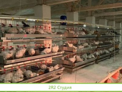 Готовый бизнес по разведению редкой птицы