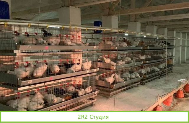 Готовый бизнес по разведению редкой птицы