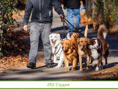 Готовый бизнес по выгуливанию животных