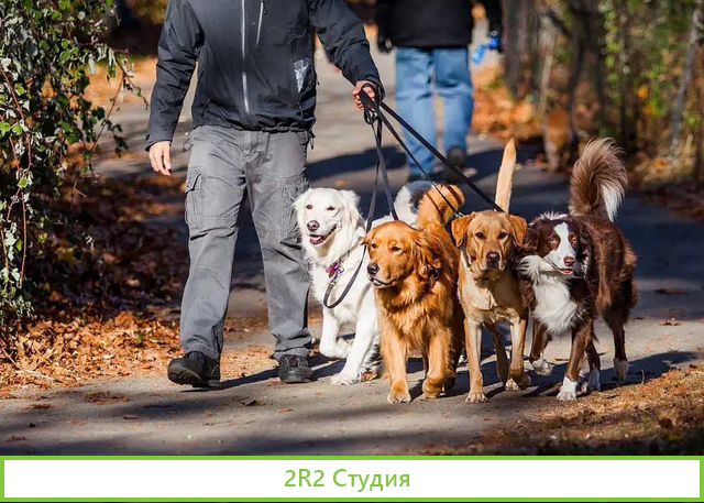 Готовый бизнес по выгуливанию животных