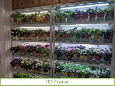 Готовый бизнес продажа фиалок