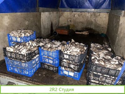 Готовый грибной бизнес