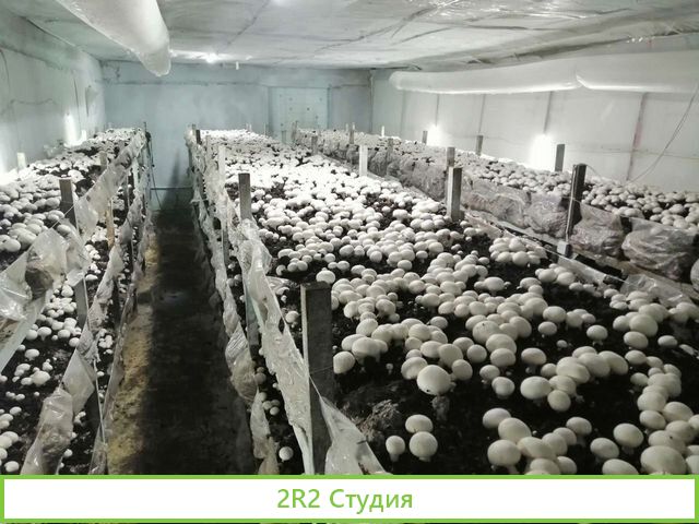 Грибное производство