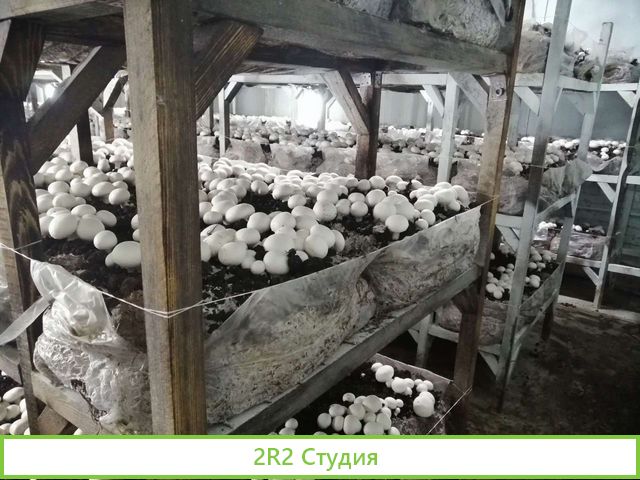 Грибное производство