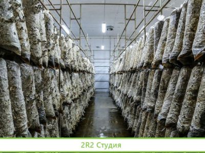 Грибной цех с контрактами в сетевые магазины