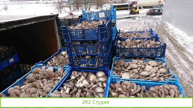 Грибной цех с контрактами в сетевые магазины