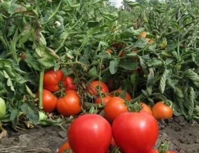 Инвестирование под 100 годовых