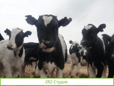 Ищу инвестора в бизнес ферма