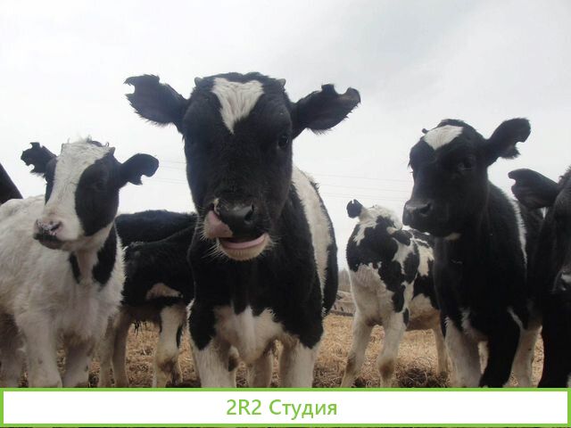 Ищу инвестора в бизнес ферма