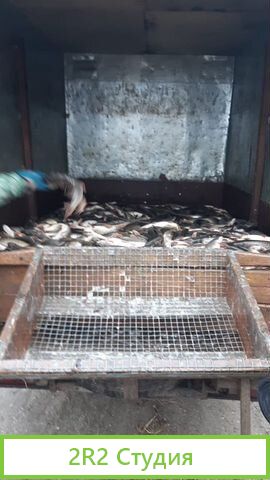 Ищу напарника 50/50 по выращиванию рыбы