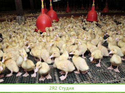 Ищу партнера/инвестора в ферму при базе отдыха