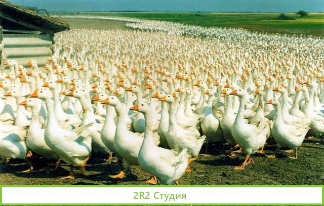 Ищу партнера/инвестора в ферму при базе отдыха