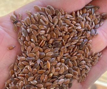 Лен коричневый сорт северный