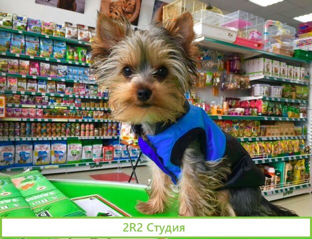 Онлайн бизнес товары для животных топ в выдаче