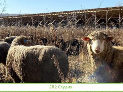 Овечья ферма Наполеон ищет пртнера