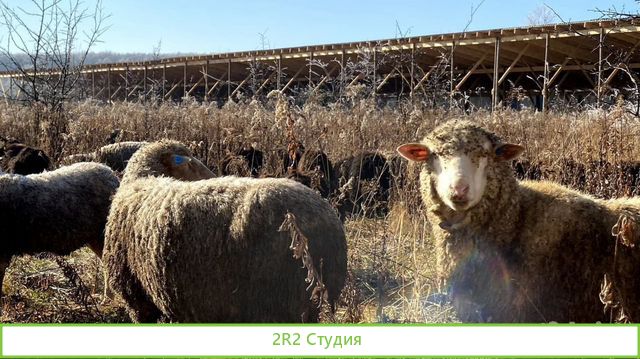 Овечья ферма Наполеон ищет пртнера