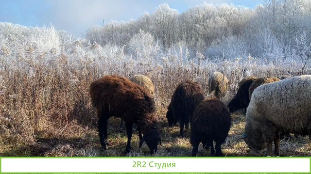 Овечья ферма Наполеон ищет пртнера