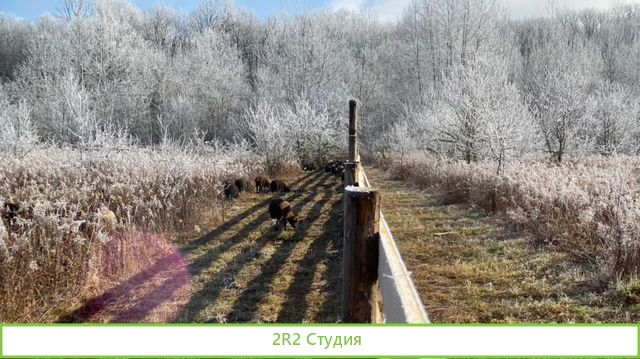 Овечья ферма Наполеон ищет пртнера