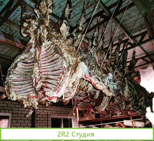 Овечья ферма Наполеон ищет пртнера