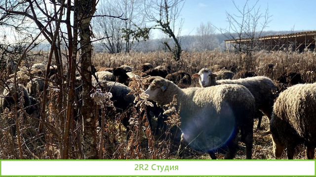 Овечья ферма Наполеон ищет пртнера