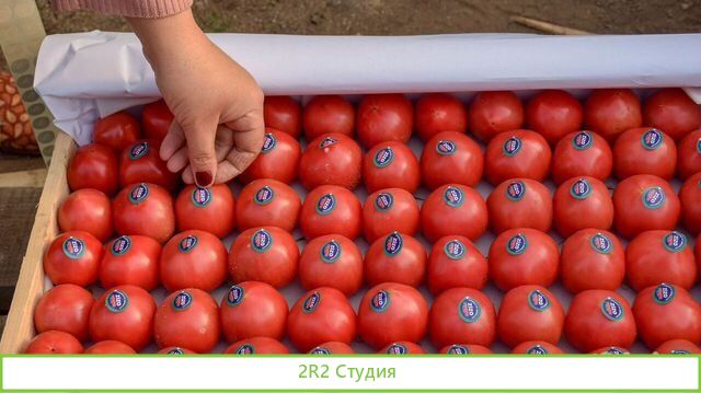 Овощи оптом. Дропшиппинг