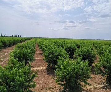 Персиковый сад