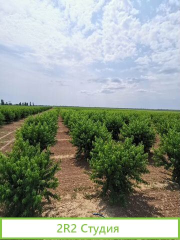 Персиковый сад