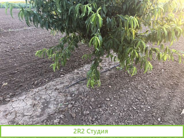 Персиковый сад