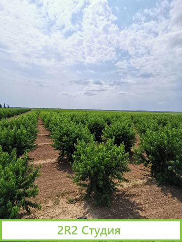 Персиковый сад