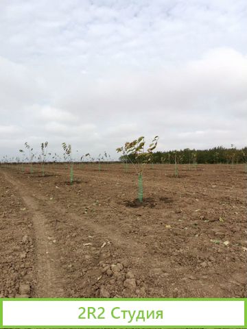 Персиковый сад