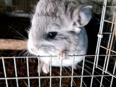 Питомник ферма шиншилл. готовый бизнес