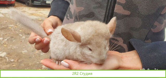 Питомник ферма шиншилл. готовый бизнес