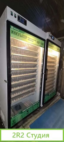 Пpoдаeтся готовый действующий бизнес по выpащивaни