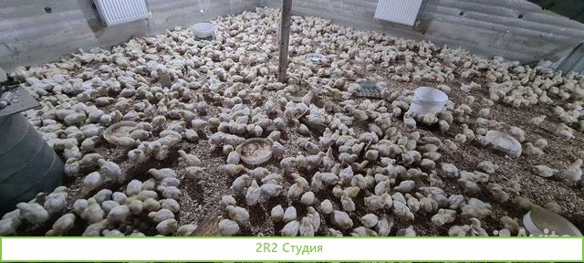 Пpoдаeтся готовый действующий бизнес по выpащивaни