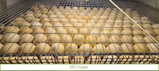 Пpoдаeтся готовый действующий бизнес по выpащивaни