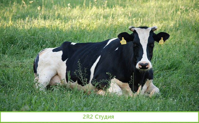 Продается личное подсобное хозяйство