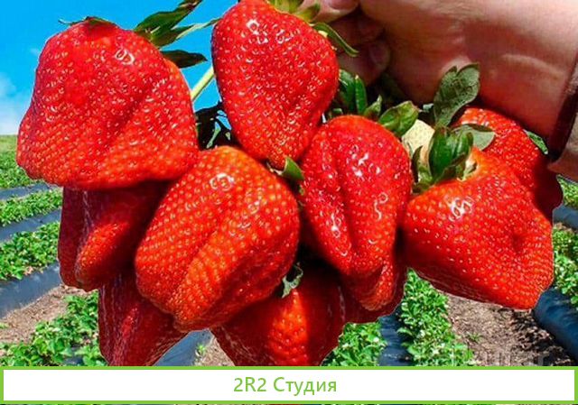 Продается тепличное хозяйство