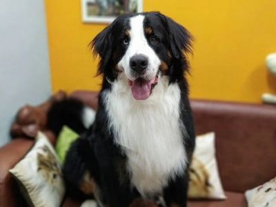 Продается Зоосалон Западный округ Москвы