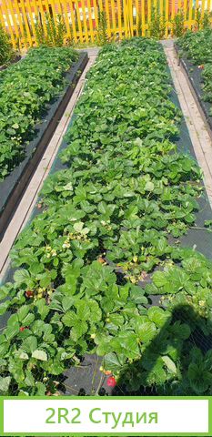 Продам базу сельхоз -назначения - 66 230 м2