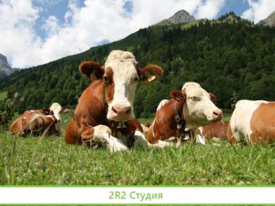 Продам фермерское хозяйство
