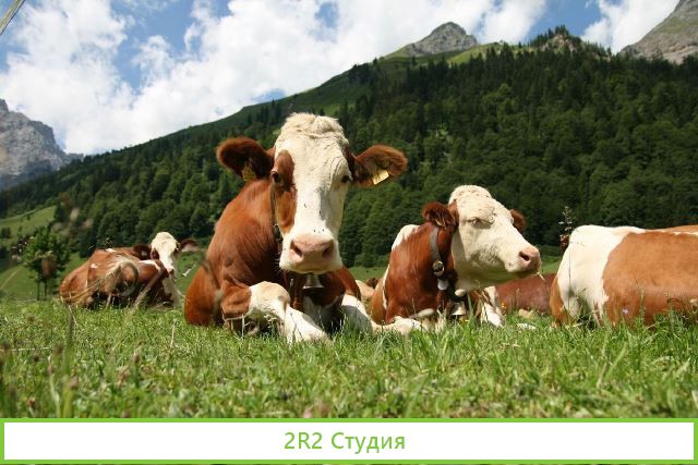 Продам фермерское хозяйство