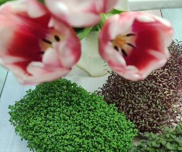 Продам ферму микрозелени