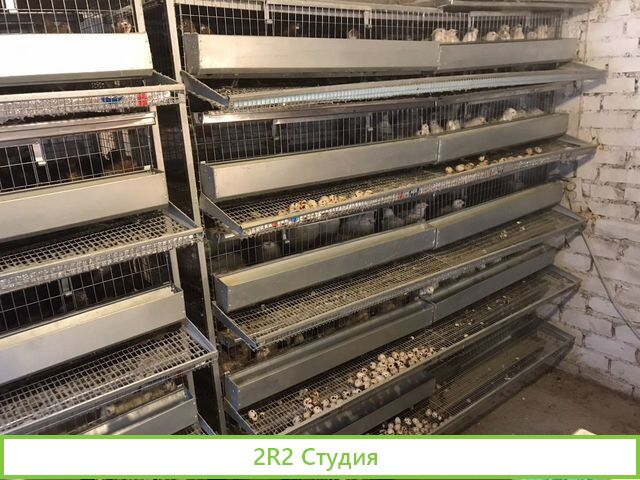 Продам готовый бизнес Перепелки Яйца