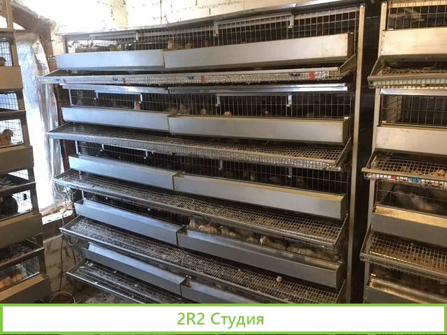 Продам готовый бизнес Перепелки Яйца