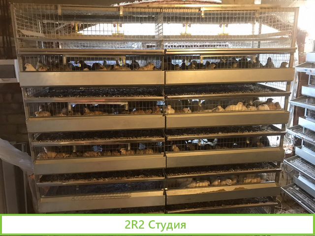 Продам готовый бизнес Перепелки Яйца