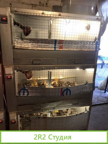 Продам готовый бизнес Перепелки Яйца