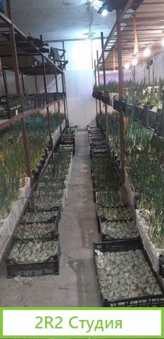 Продам готовый бизнес производство лука на перо
