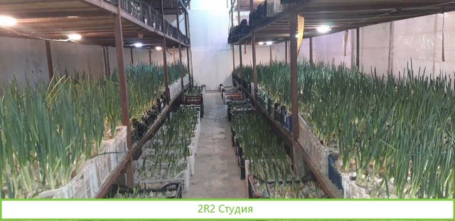 Продам готовый бизнес производство лука на перо
