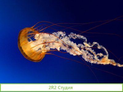 Продам готовую фирму ооо асг-трейд