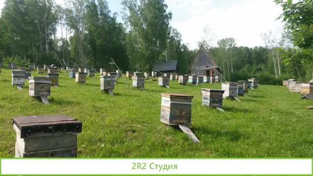 Продам пасеку